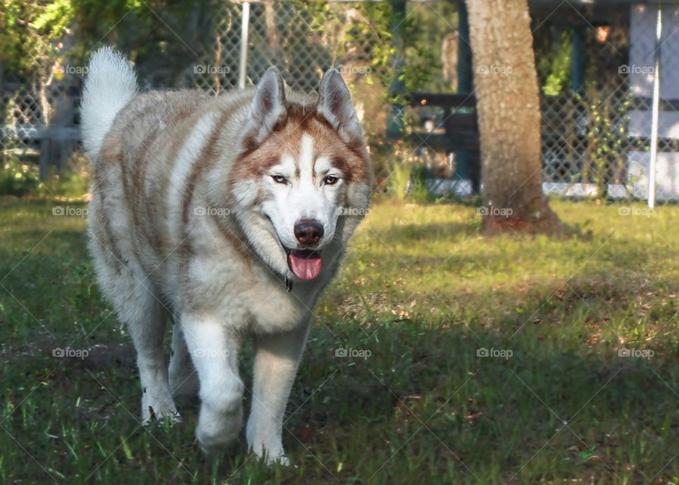 A Red Siberian Husky walks through the morning grass on a beautiful summer day. 