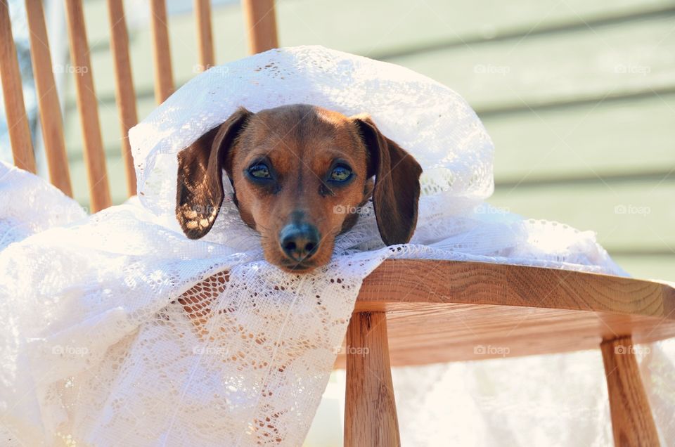 Puppy in lace . Photo shoot with my dachshund 
