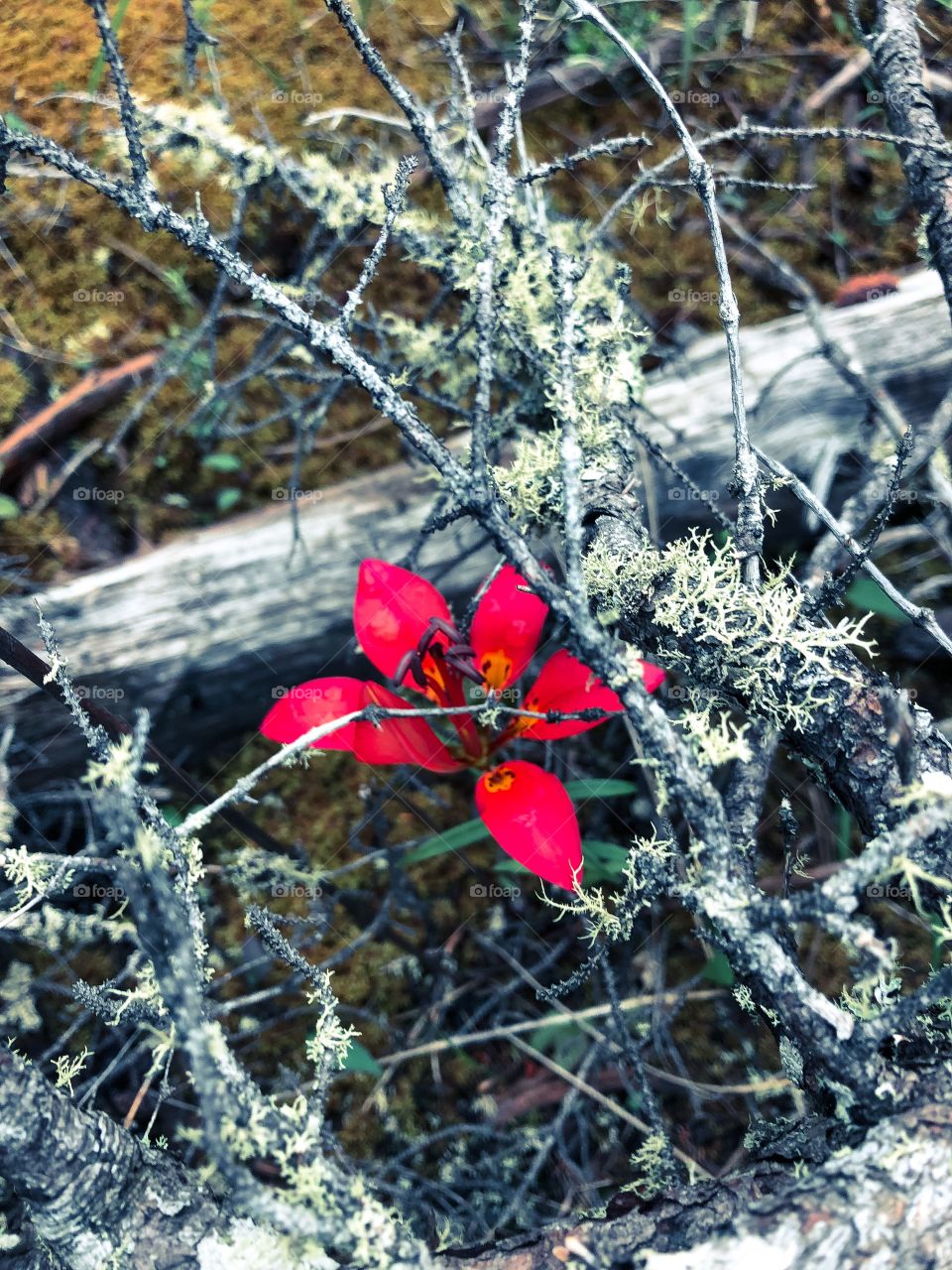 Wild flowers 