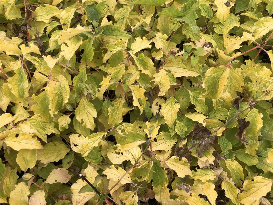 Leaves 