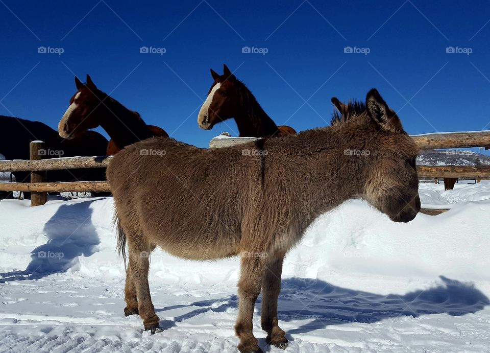 poncho our friendly donkey!
