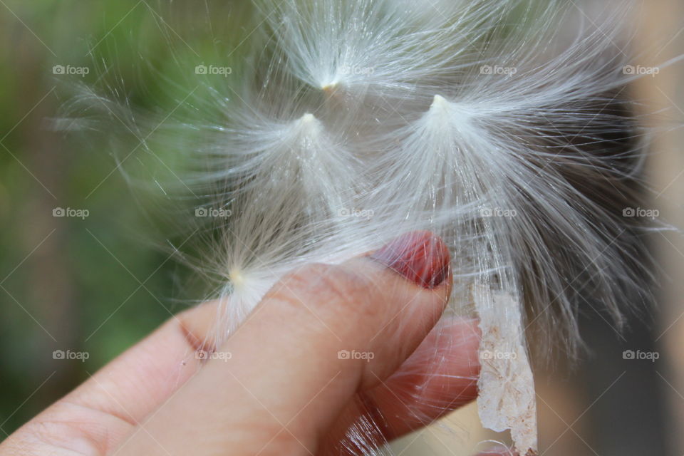 Dandelions 