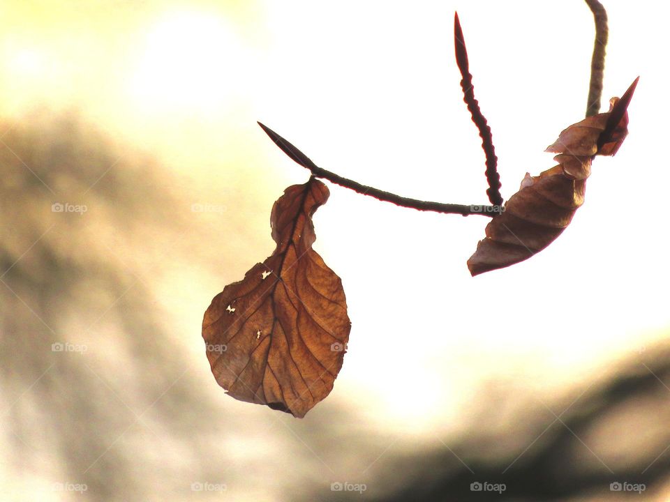 Winter leaves hanging