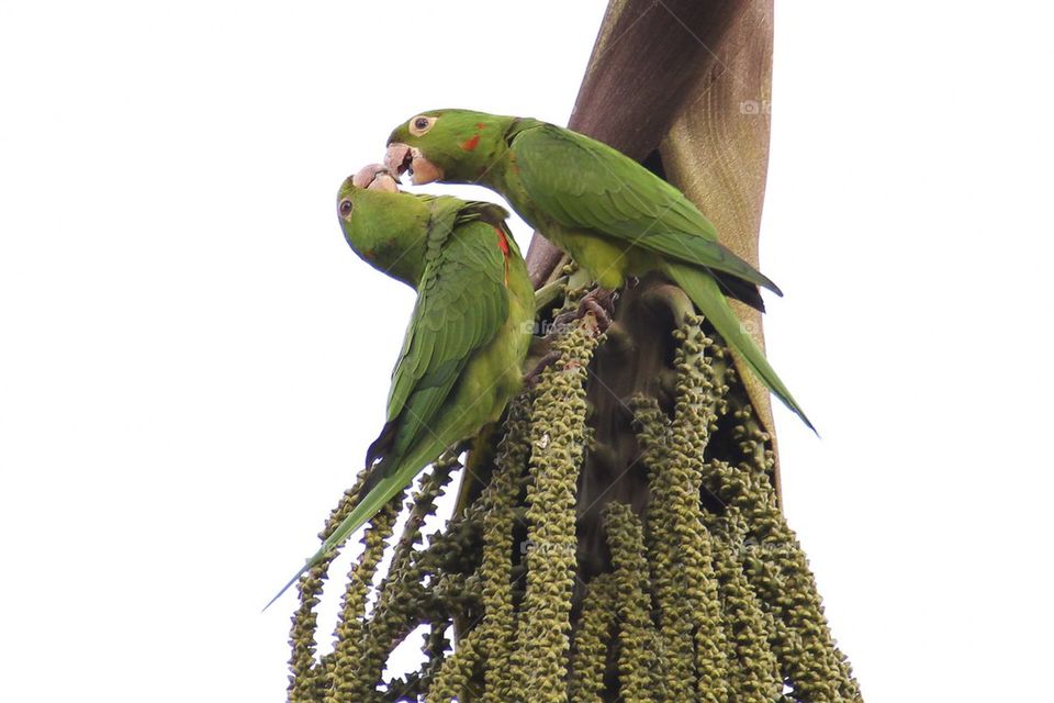 Parrots in love