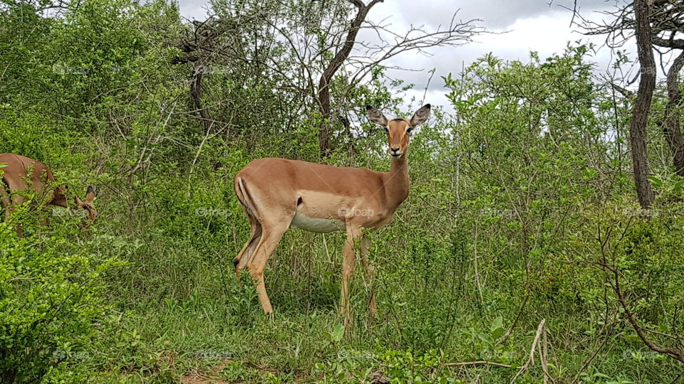 elegant impala in the wild