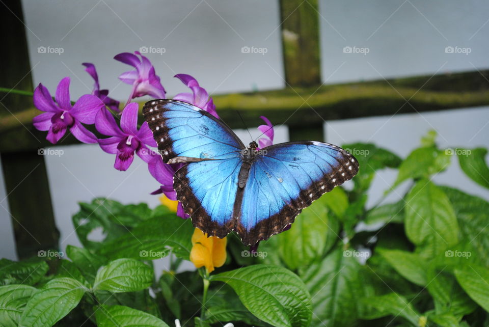 A gorgeous butterfly