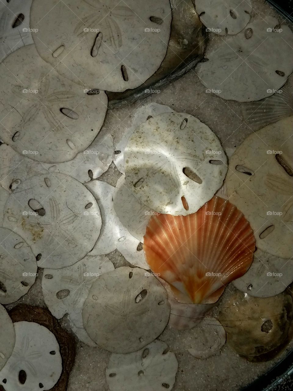 SeaShells