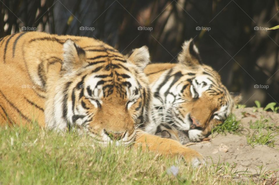 Tigers