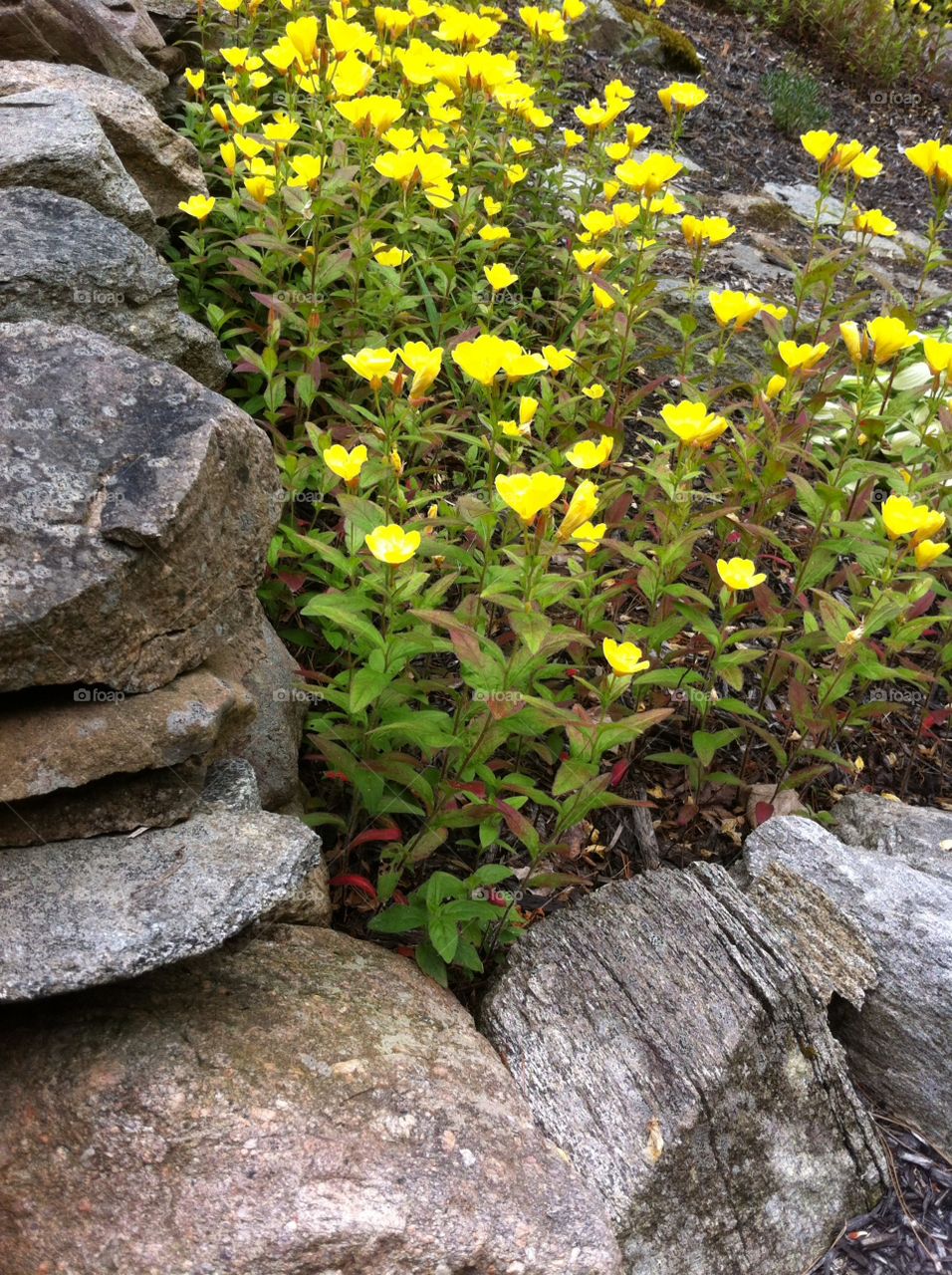 Flowers by the stone wall