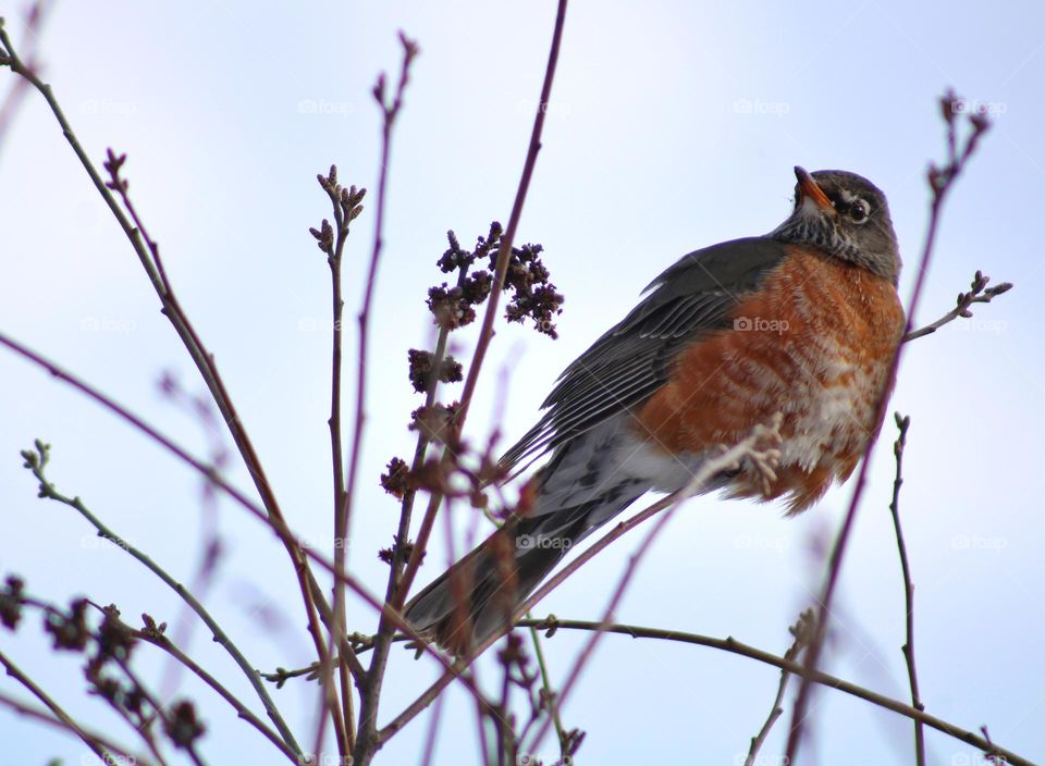 the bird robin