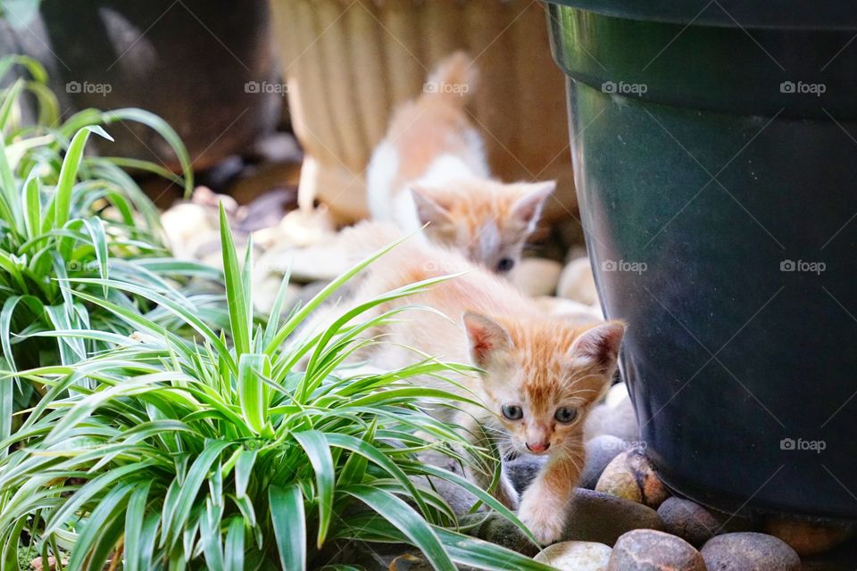 two kittens walking on the garden
