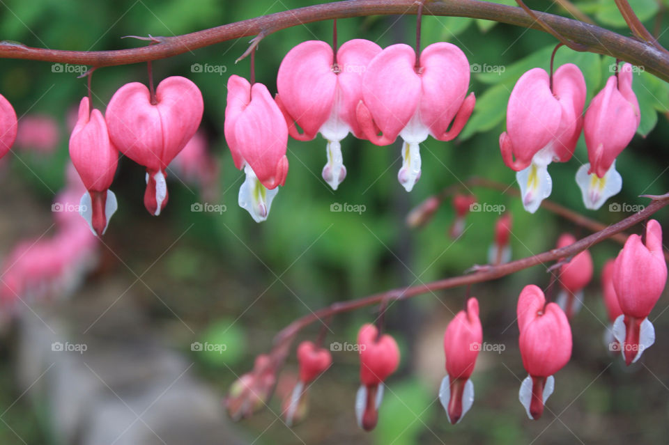 spring flower plant heart by velvetloop