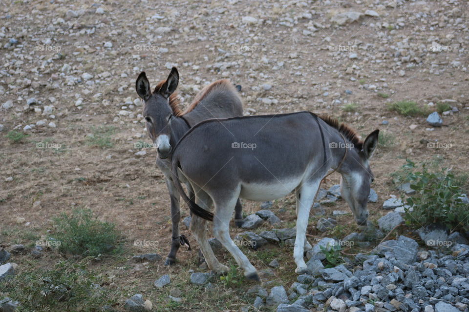 Donkeys