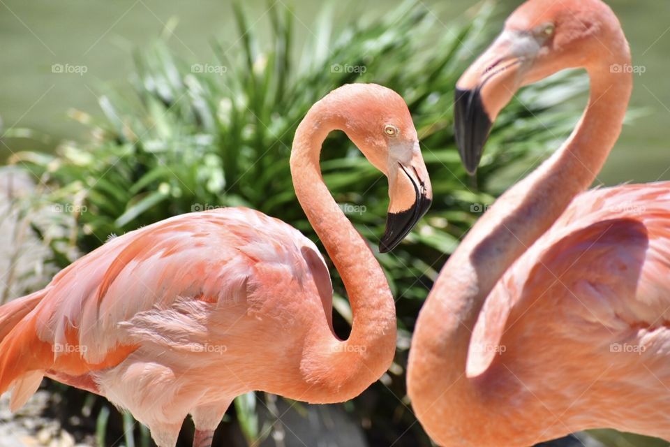 Flamingo heart