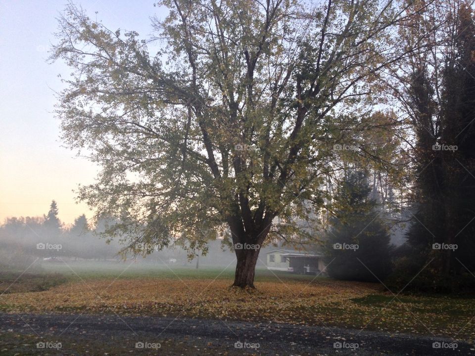 Misty Tree