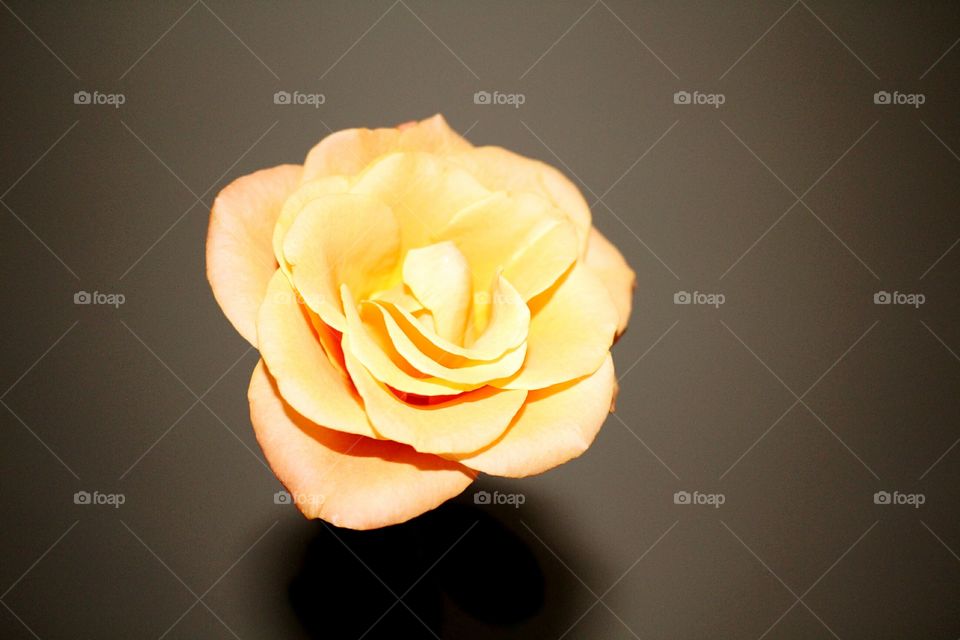 Flower, No Person, Nature, Rose, Love