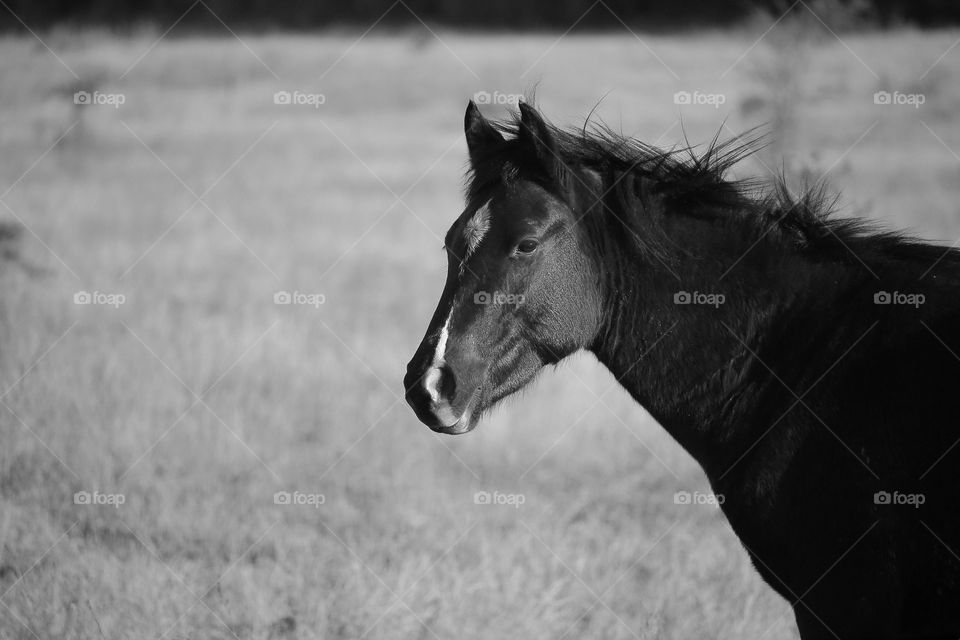 black horse. horse looking carefully