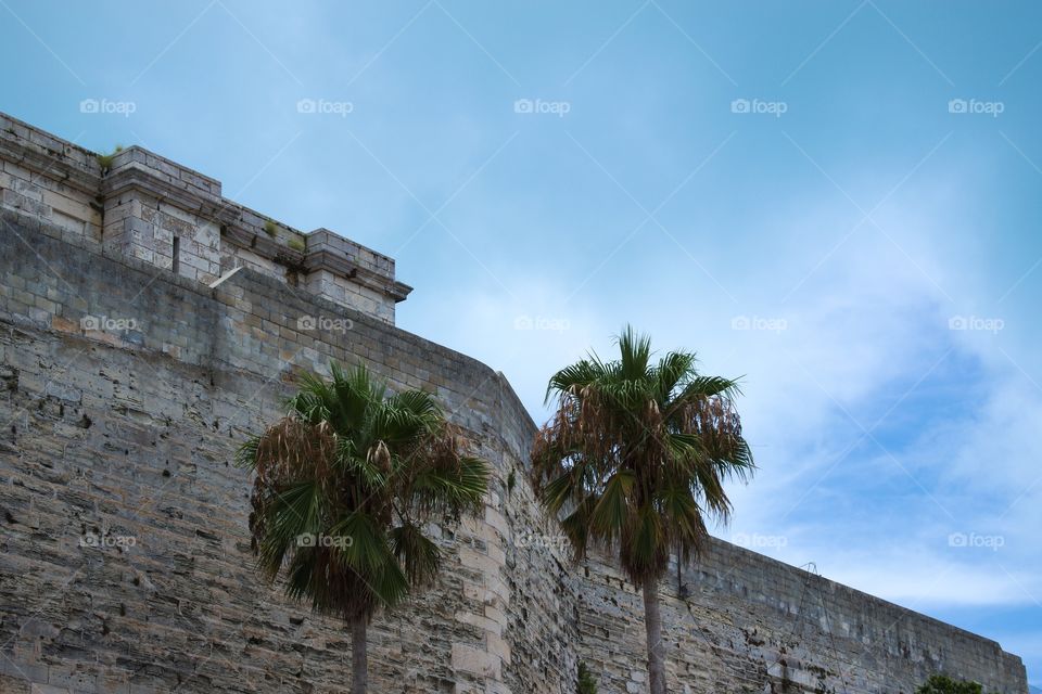 Two Palms on the Wall