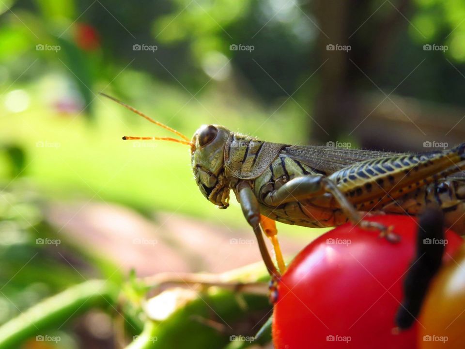 A grasshopper that decided to take a break on my mother's tomato plants. 