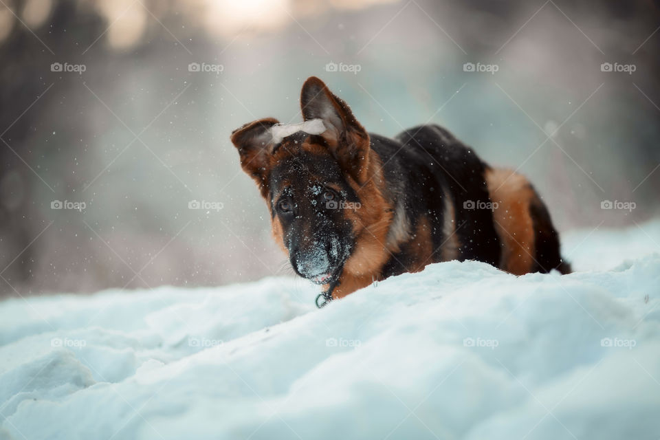 Red cute german shepherd 5-th months puppy portrait at snow at the winter