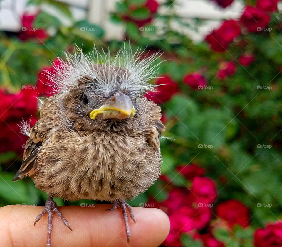 fledgling among the roses