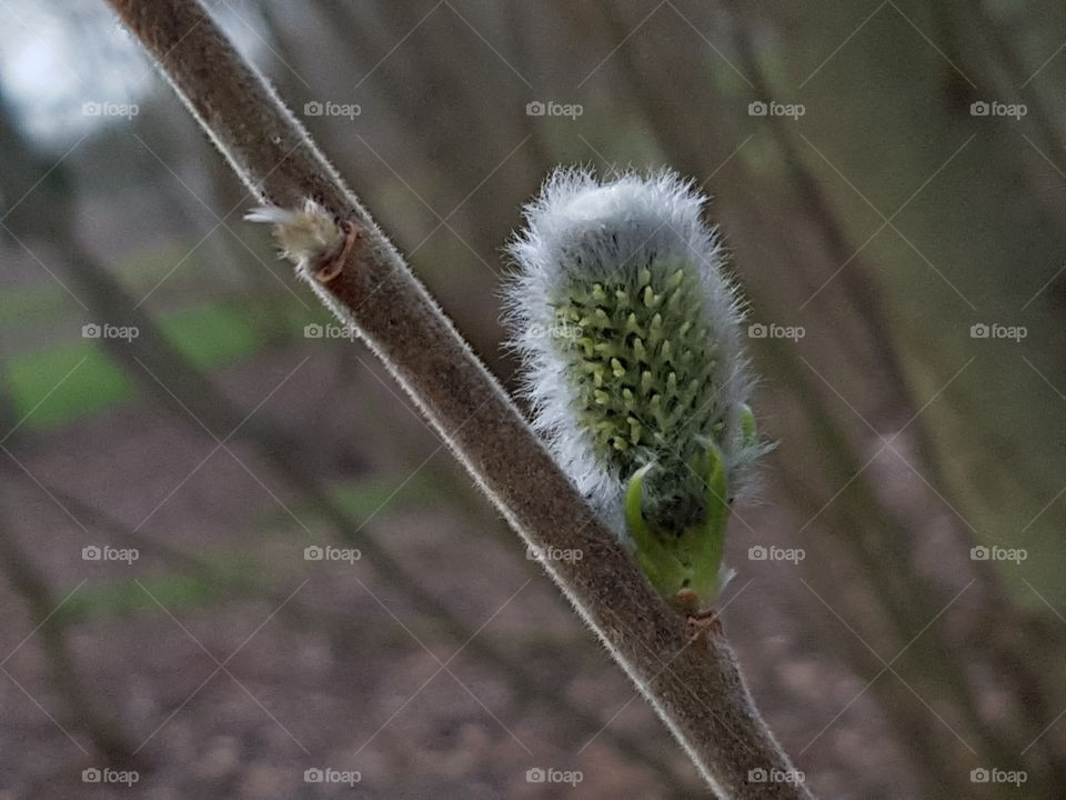 Frühling Weidenkäzchen