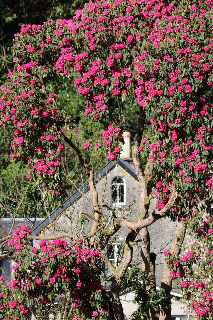 rhododendron
