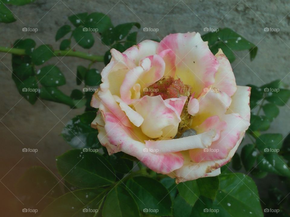 white and pink combination rose