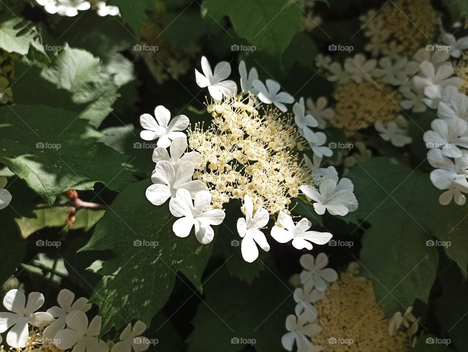 Viburnum opulus, the guelder-rose or guelder rose is a species of flowering plant in the family Adoxaceae (formerly Caprifoliaceae)