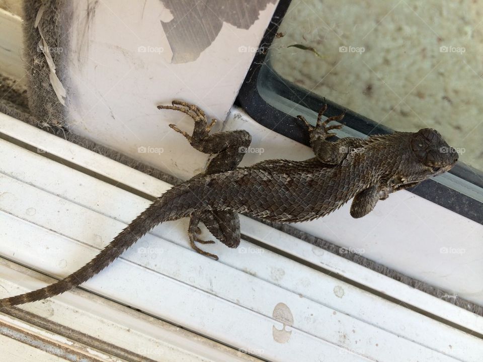 Lizard on door