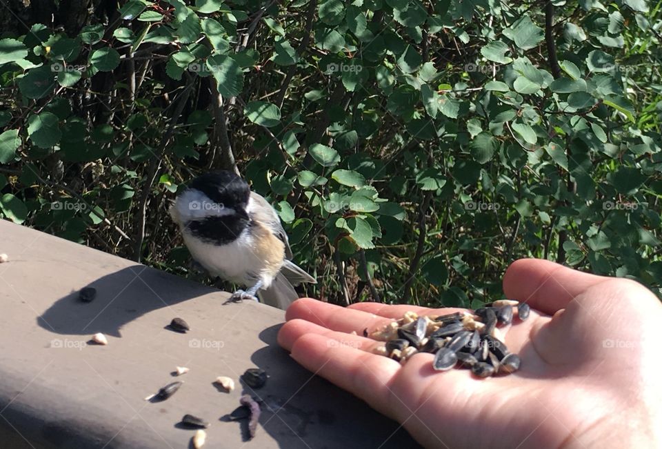 Outdoors, Bird, No Person, Nature, One