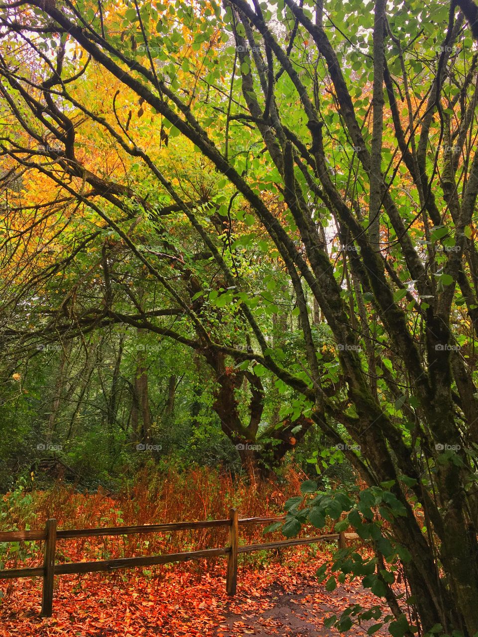 Autumn Foliage on the Kitsap Peninsula 