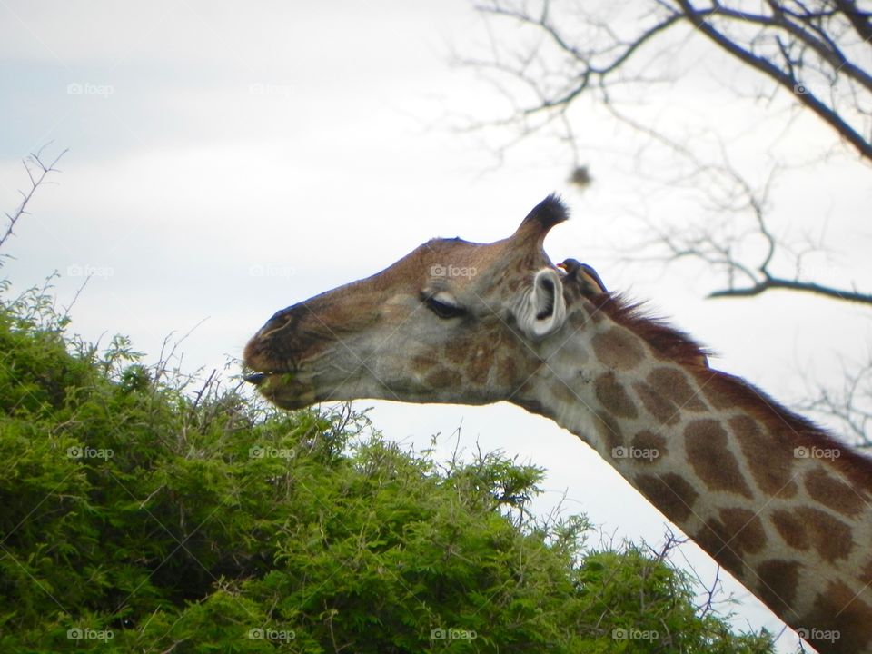 A giraffe indulging on appetizers on a Safari in Botswana 