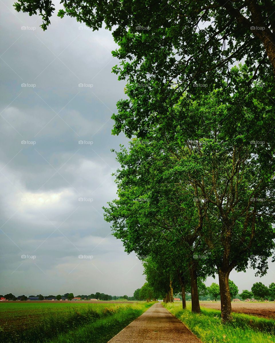 Cloudy Countryside road lined with trees