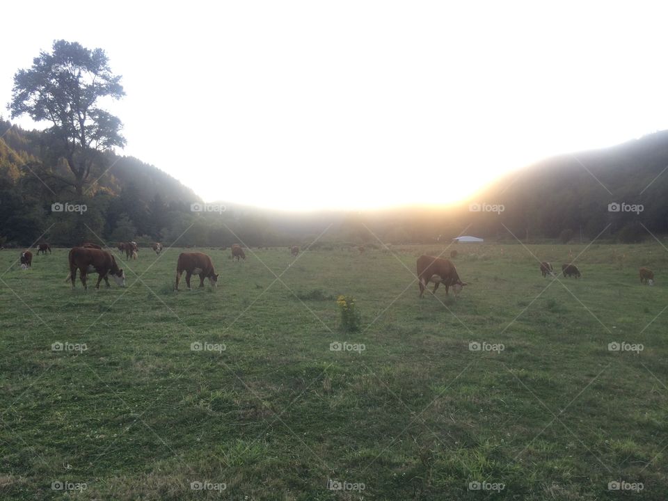 Cattle in pasture. Cattle in pasture