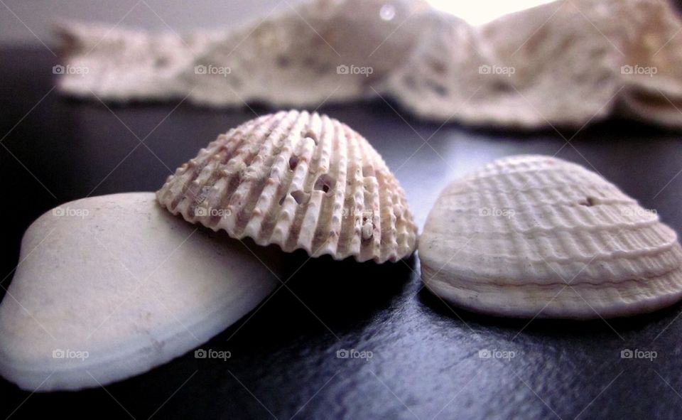 Shells 