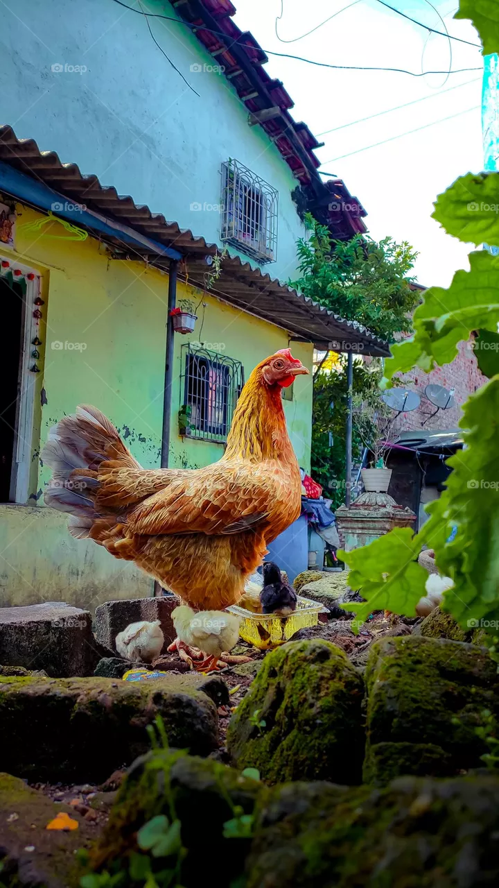mother hen with baby chicks.