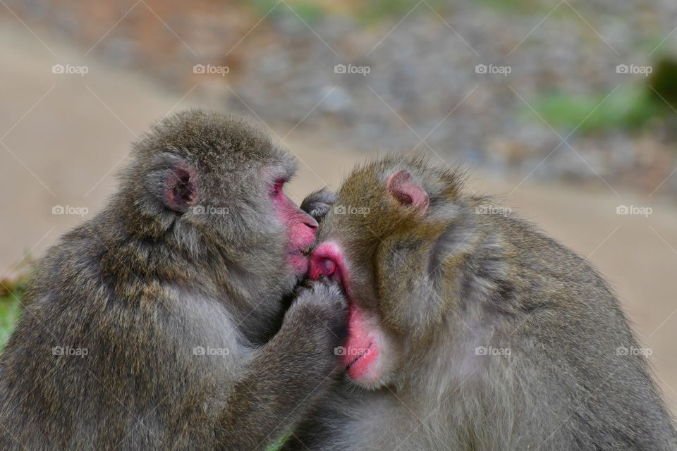 Grooming macaques