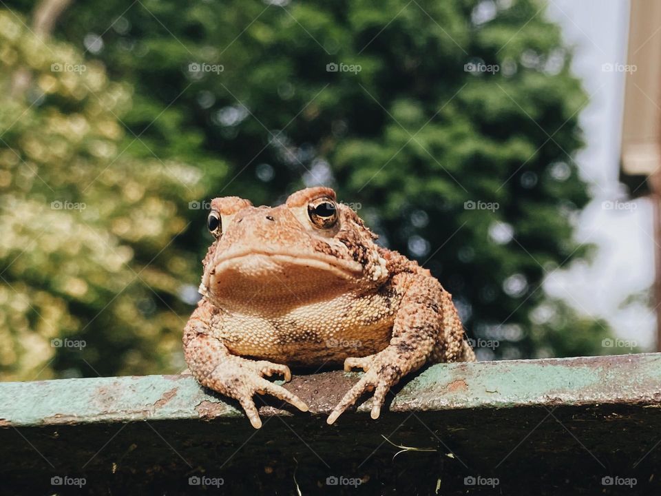 Cute toad 