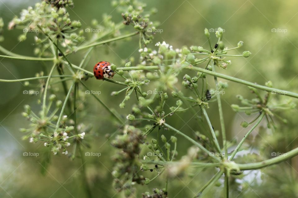 Ladybird