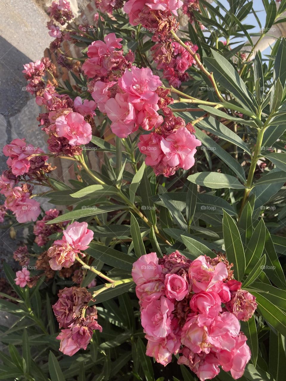 Pink flowers among ruins. Sunny holidays I’m Turkey. Walk in the cute city and charming streets by the beach in Kusadasi. perfect blue sky and ocean view. Beach and the shore. To travel is to live. Gorgeous tall palm trees.