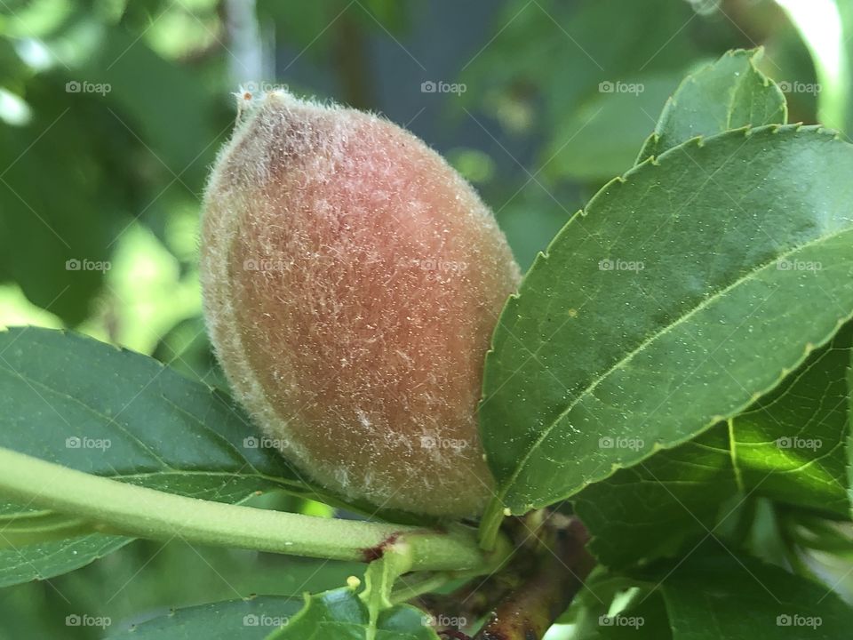 Baby peach peaking through leaves to catch some rays