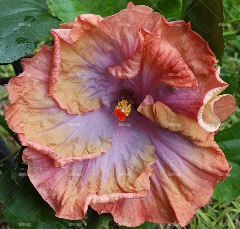 hibiscus bloom