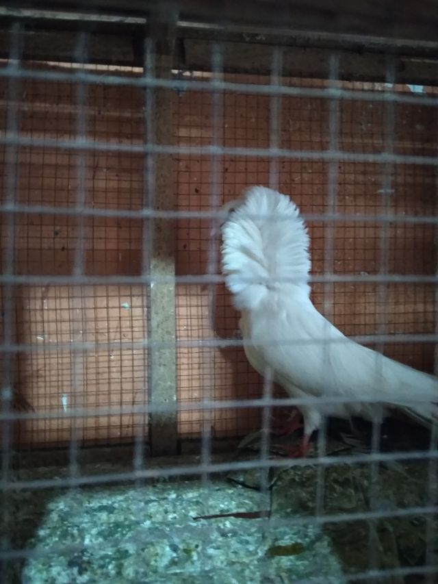 burung kipas (unik)