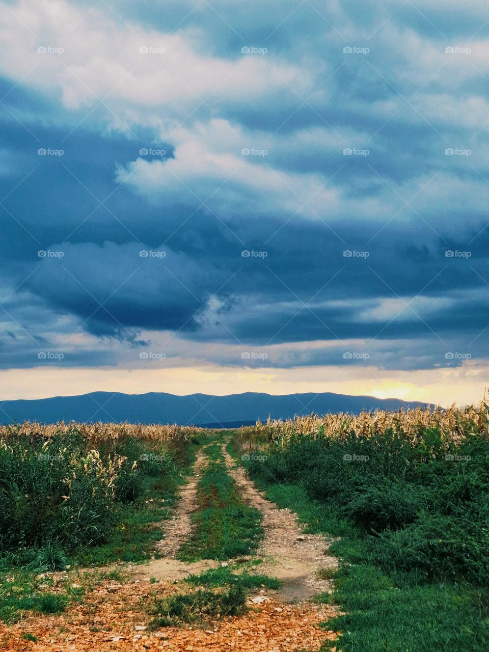 Forest Road