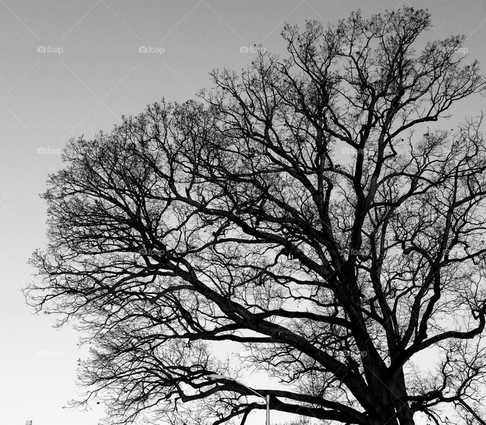 Leafless sillouette