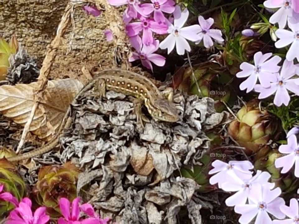 zauneidechse weibluch