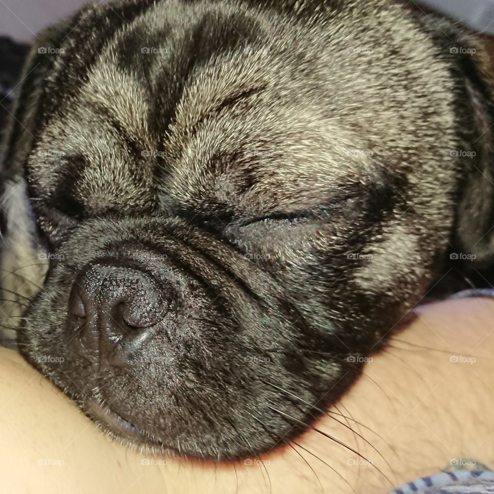 Pug
