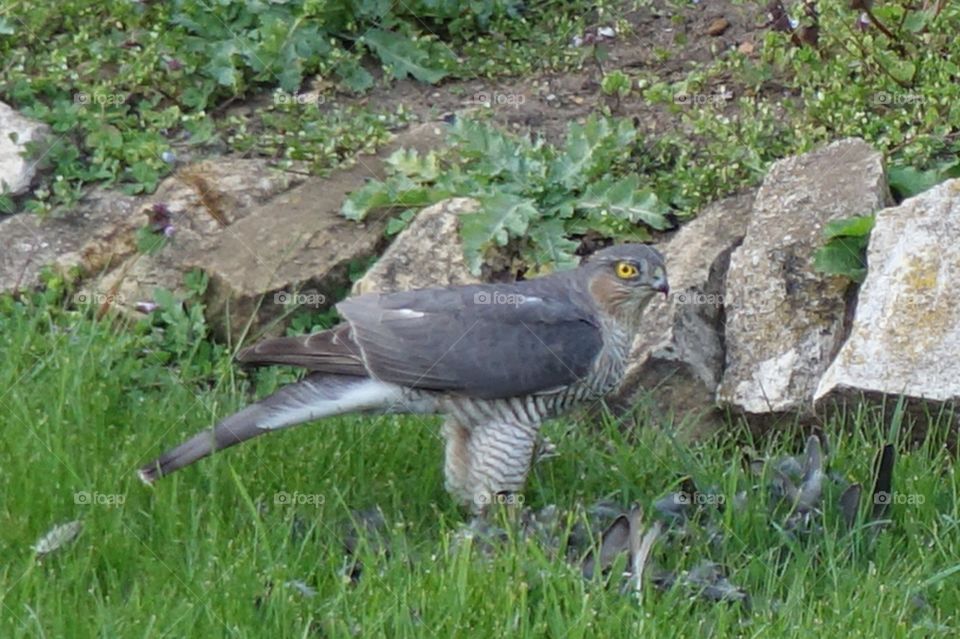 Female sparrowhawk feeding