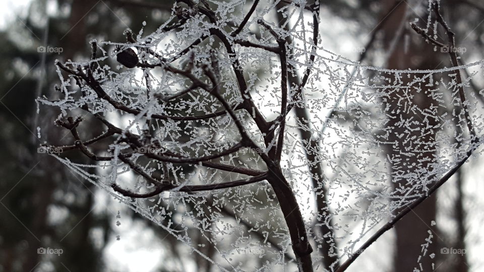 Frosty spiderweb